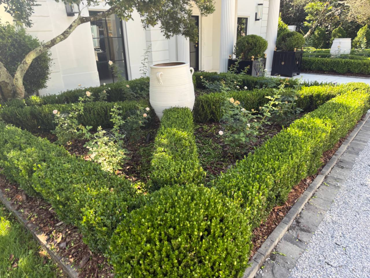 Front garden bed with clipped boxwood edging around roses and foundation plantings near the house entry