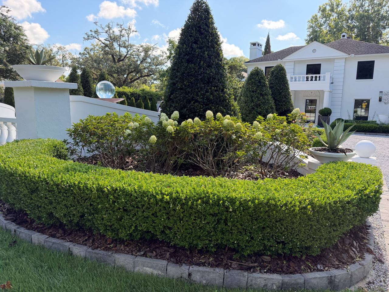 Wide yard view with shaped hedge border, flowering hydrangeas, tall cone evergreens, and white house facade