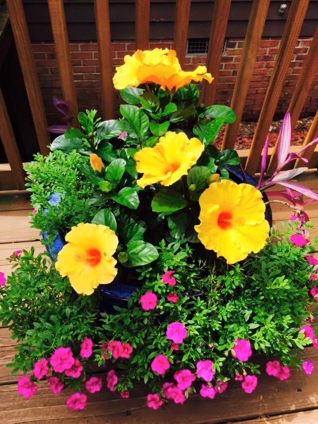Seasonal color and planter project photo 21